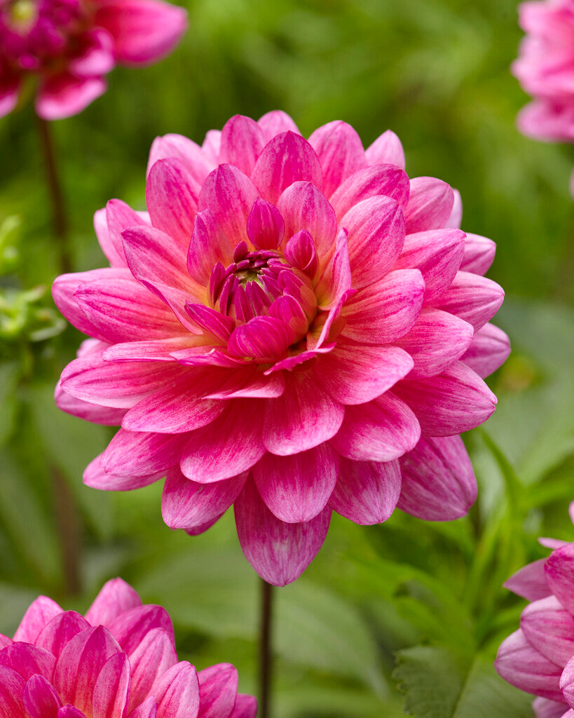 Dahlia Dekorativ Dutch Silence 1-pack